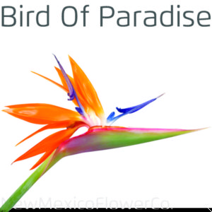 Buy Bird Of Paradise in Albuquerque